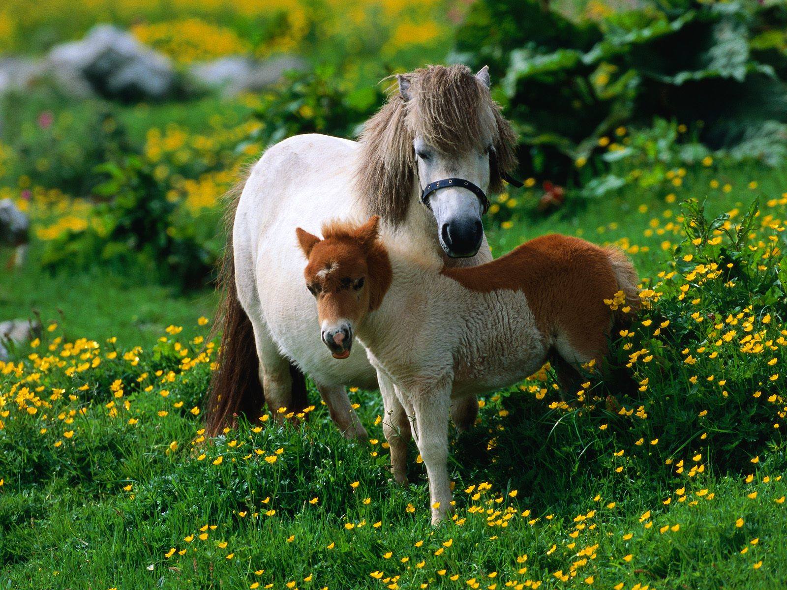 Shetland Pony and Foal
